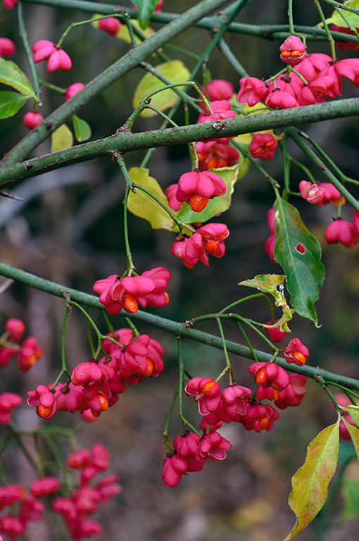 Euonymus_europæus_LP0658_02_Selsdon_Wood