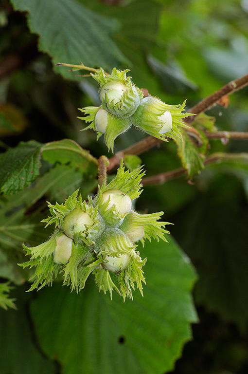 Corylus_avellana_LP0378_24_Dorking