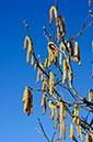 Corylus_avellana_LP0605_02_Riddlesdown