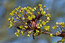 Acer_platanoides_LP0193_34_Ham