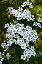 Crataegus_monogyna_LP0041_04_Howell_Hill