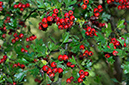 Crataegus_monogyna_LP0648_04_Godstone