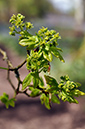 Acer_campestre_LP0240_22_Staffhurst_Wood