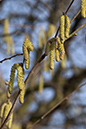 Corylus_avellana_LP0188_01_Riddlesdown