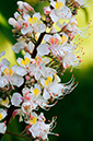 Aesculus_hippocastanum_LP0317_049_Hampton_Court