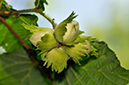 Corylus_avellana_LP0280_22_Norbury_Park