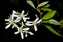 Amelanchier_lamarckii_LP0202_26_Thursley