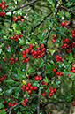 Crataegus_monogyna_LP0648_02_Godstone