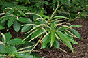 Castanea_sativa_LP0252_83_Windsor