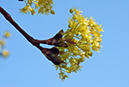 Acer_platanoides_LP0564_04_South_Croydon