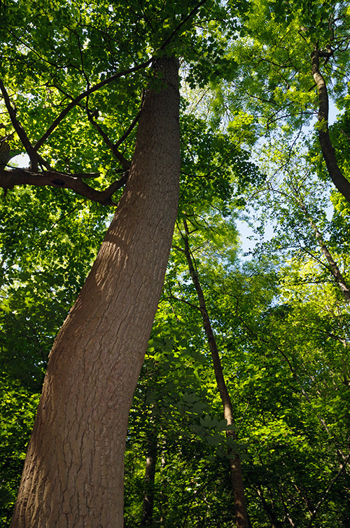 Populus_LP0362_35_Runnymede