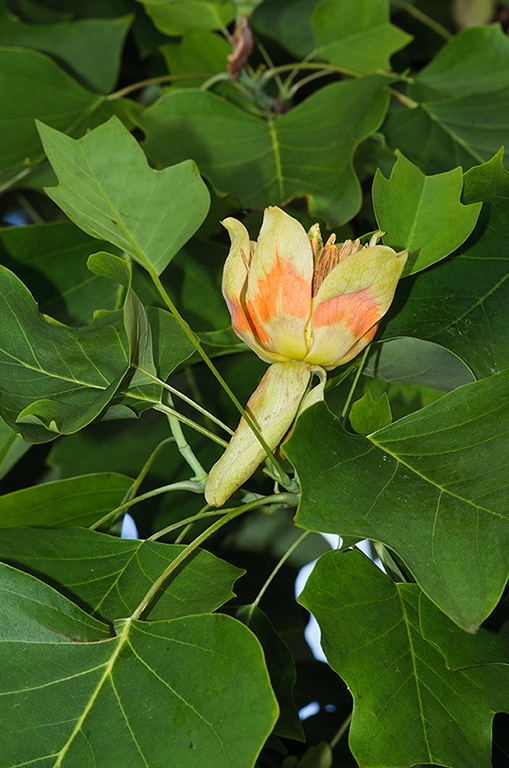 Liriodendron_tulipifera_LP0538_02_Leith_Hill