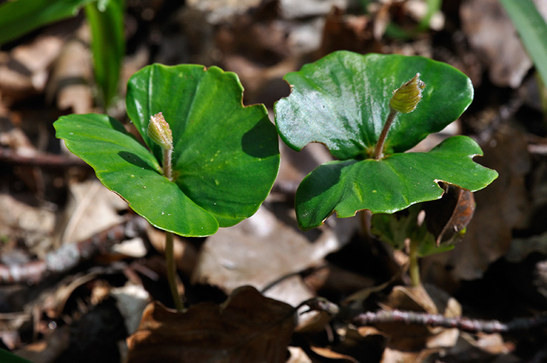 Fagus_sylvatica_LP0240_01_Staffhurst_Wood