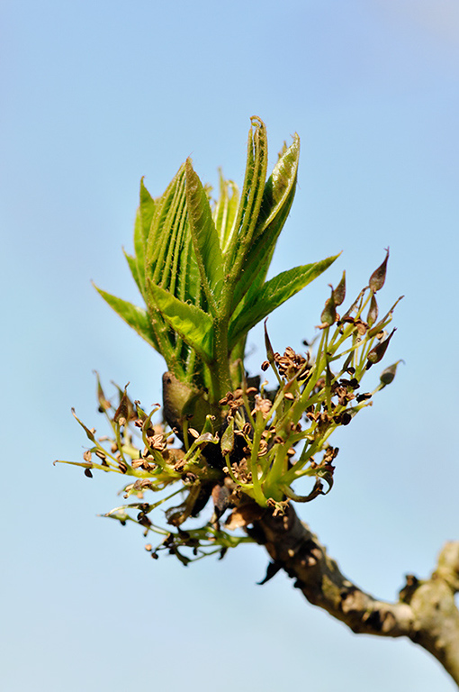 Fraxinus_excelsior_LP0265_40_Shalford