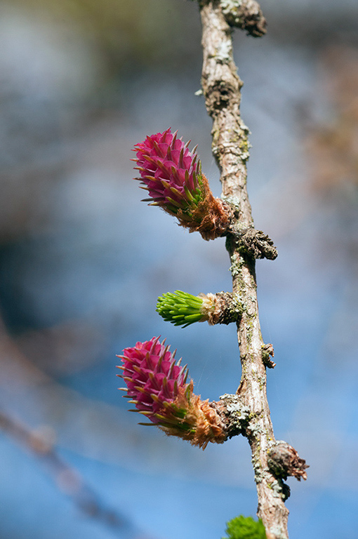 Larix_decidua_LP0563_05_South_Croydon