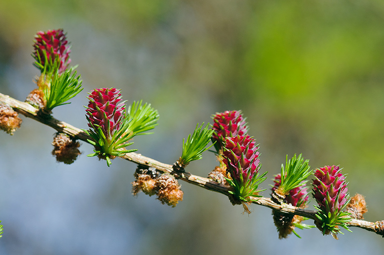 Larix_decidua_LP0437_07_South_Croydon