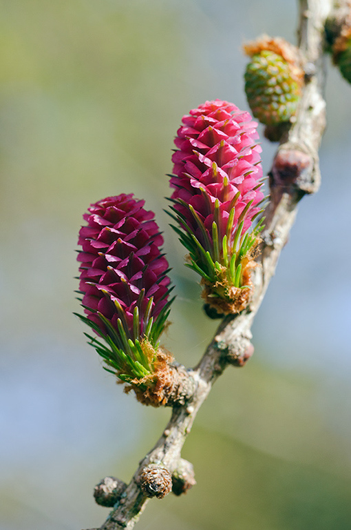 Larix_decidua_LP0668_03_South_Croydon