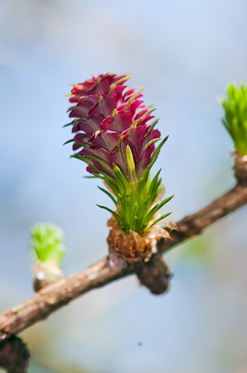 Larix_decidua_LP0509_05_South_Croydon