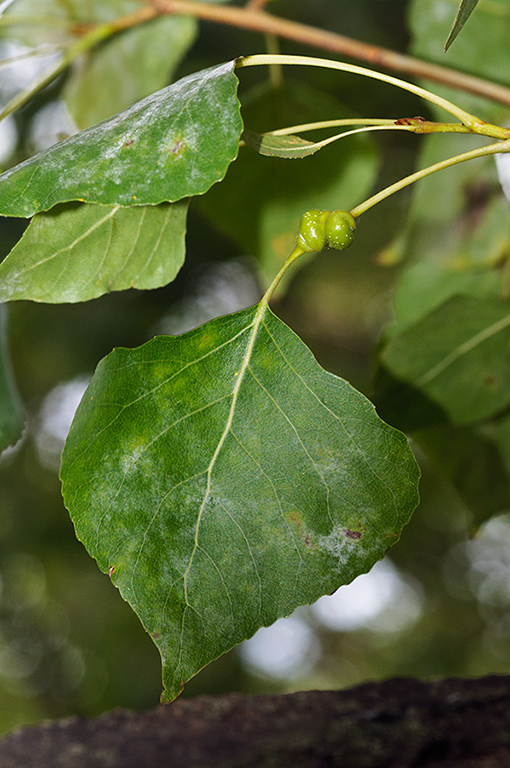 Populus_nigra_LP0544_02_Wandle