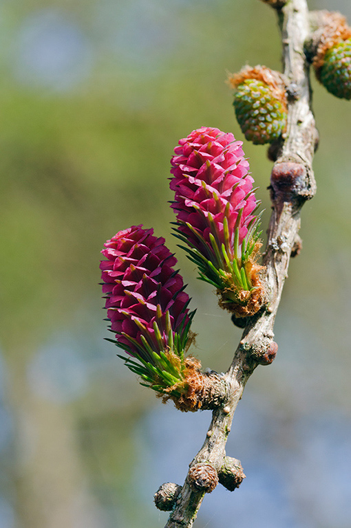 Larix_decidua_LP0668_04_South_Croydon