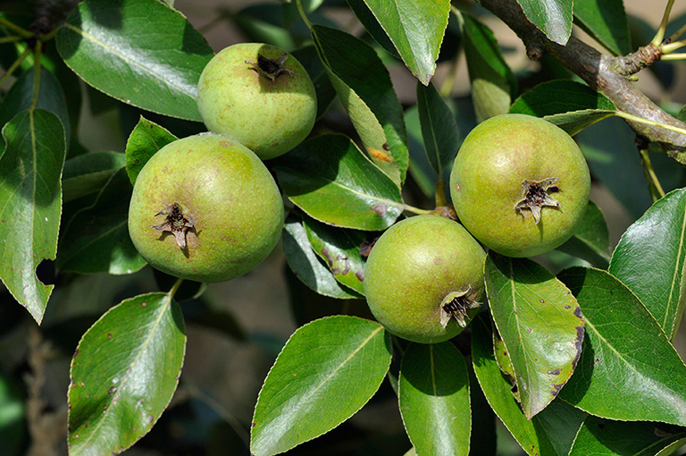 Pyrus_communis_LP0282_06_Merstham