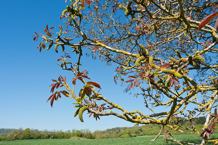 Juglans_regia_LP0445_10_Buckland