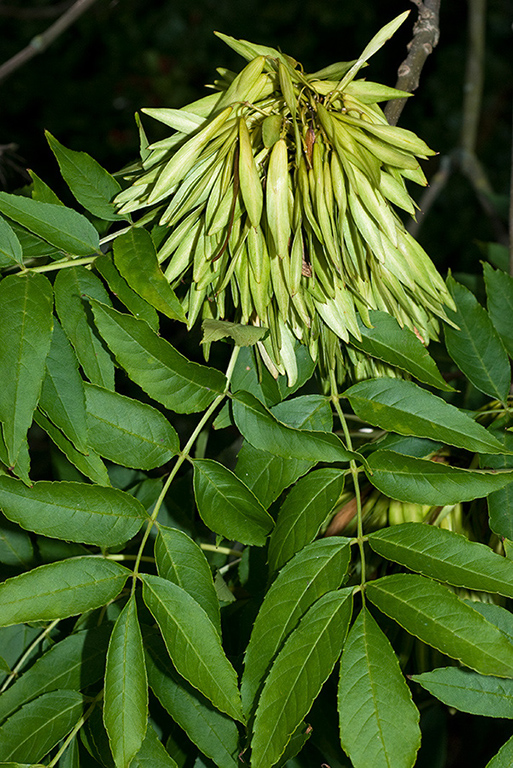 Fraxinus_excelsior_LP0075_01_Riddlesdown