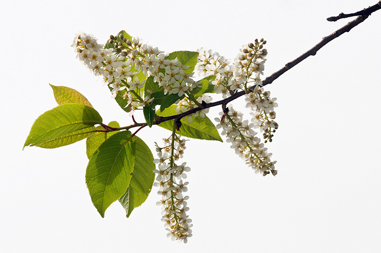 Prunus_padus_LP0517_02_Priest_Hill