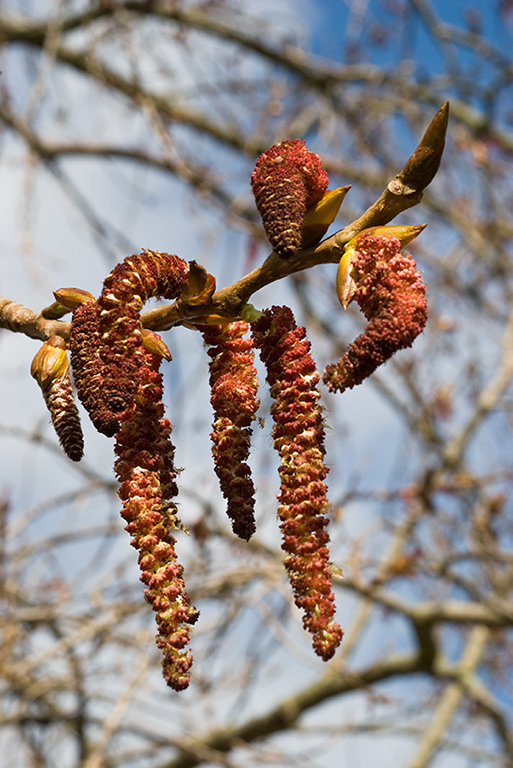 Populus_xcanadensis_LP0093_11_Beddington_Park