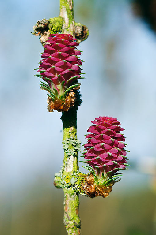 Larix_decidua_LP0509_15_Carshalton1