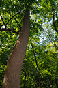 Populus_LP0362_35_Runnymede