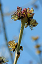 Fraxinus_excelsior_LP0351_05_Hampton_Court