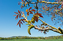 Juglans_regia_LP0445_14_Buckland