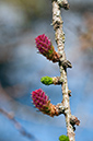 Larix_decidua_LP0563_05_South_Croydon