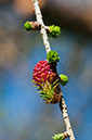 Larix_decidua_LP0509_01_South_Croydon