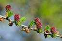 Larix_decidua_LP0437_07_South_Croydon