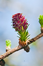 Larix_decidua_LP0509_05_South_Croydon