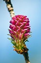 Larix_decidua_LP0563_01_South_Croydon