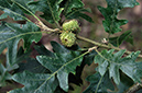 Quercus_cerris_LP0252_50_Windsor