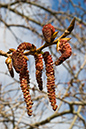 Populus_xcanadensis_LP0093_11_Beddington_Park