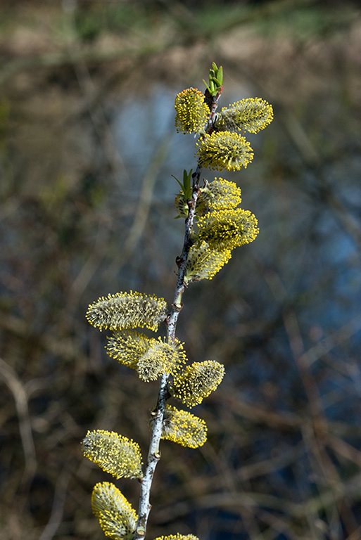 Salix_caprea_LP0095_10_Guildford