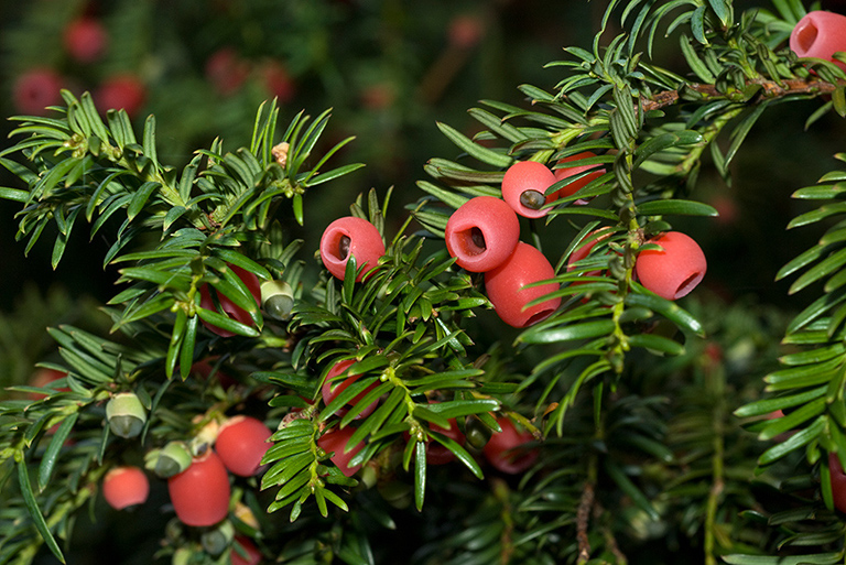 Taxus_baccata_LP0186_26_Box_Hill