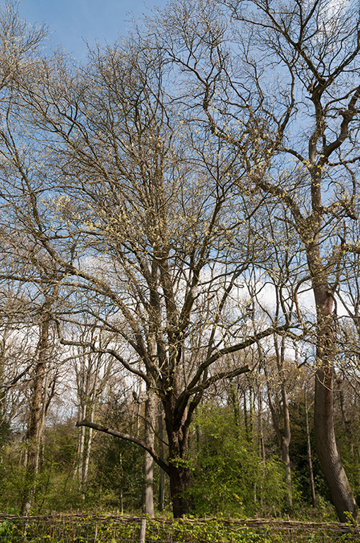 Sorbus_torminalis_LP0240_23_Staffhurst_Wood