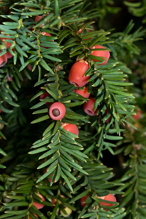 Taxus_baccata_LP0186_20_Box_Hill