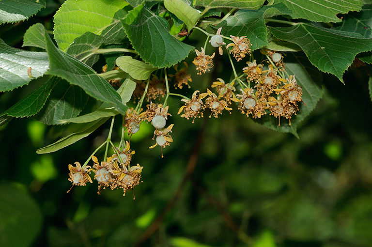 Tilia_platyphyllos_LP0280_23_Norbury_Park