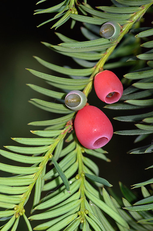 Taxus_baccata_LP0293_058_Hampton_Court