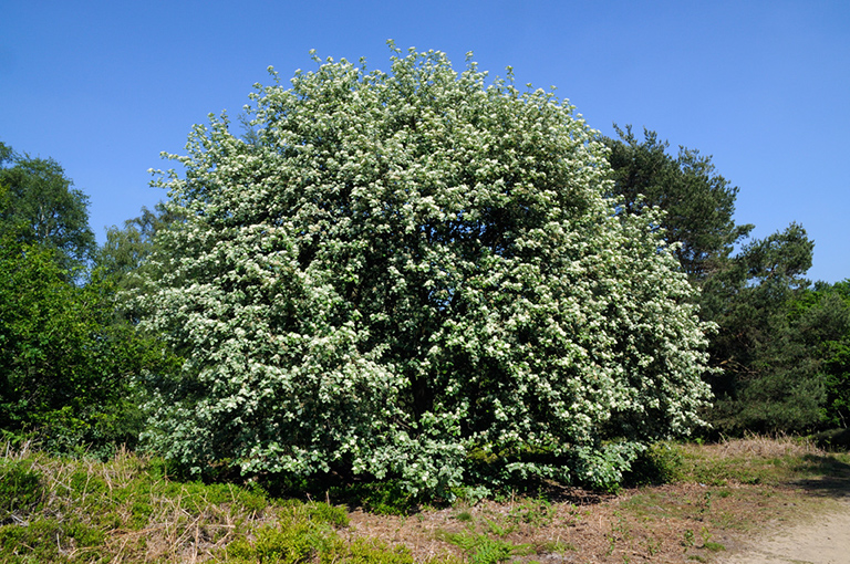 Sorbus_aria_LP0312_108_St_Martha