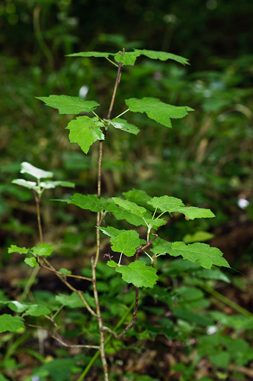 Sorbus_torminalis_LP0678_10_Dunsfold