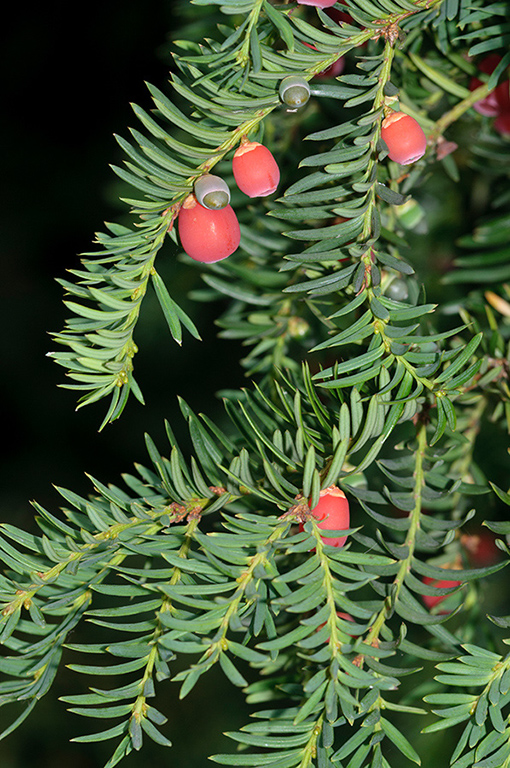 Taxus_baccata_LP0293_067_Hampton_Court