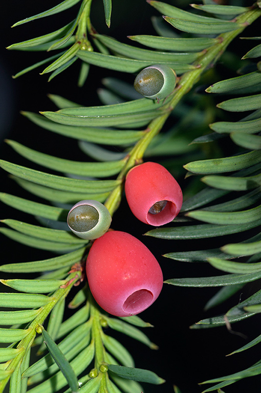 Taxus_baccata_LP0293_056_Hampton_Court